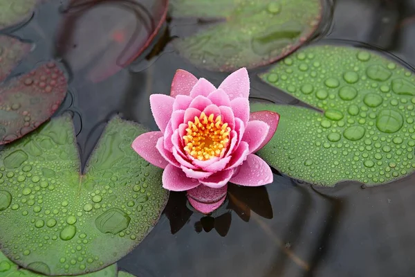  parkta çiçeklenme çiçekler