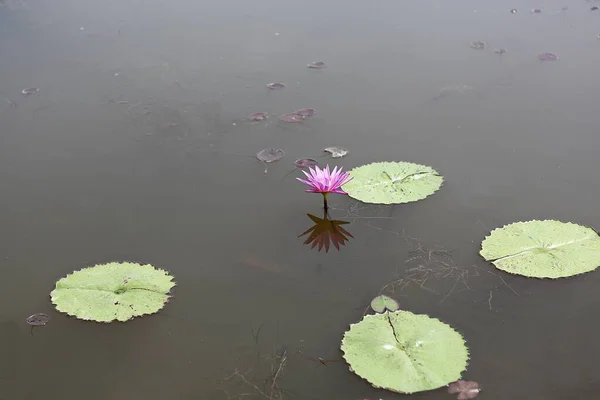 Fleurs Fleurissant Dans Parc — Photo