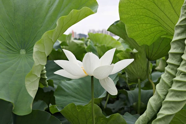  parkta çiçeklenme çiçekler