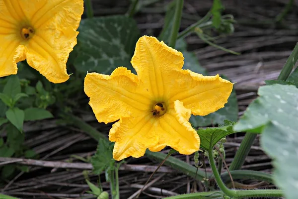 Fiori Che Sbocciano Nel Parco — Foto Stock