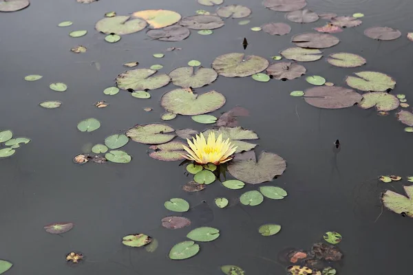 Fleurs Fleurissant Dans Parc — Photo