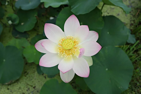 Flowers Blooming Park — Stock Photo, Image