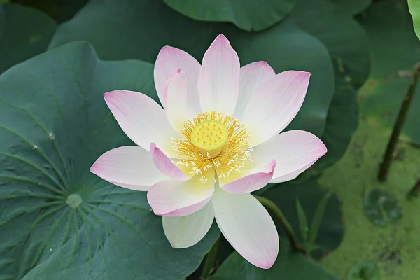 Flowers Blooming Park — Stock Photo, Image