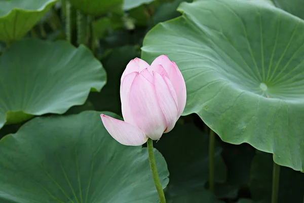 Blommor Som Blommar Parken — Stockfoto