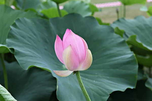 Flowers Blooming Park — Stock Photo, Image