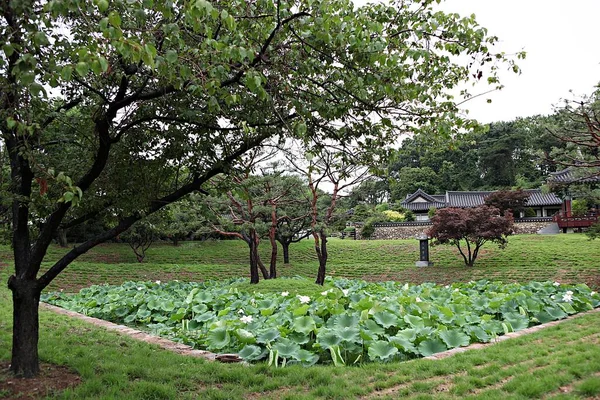 在公园里盛开的花 — 图库照片