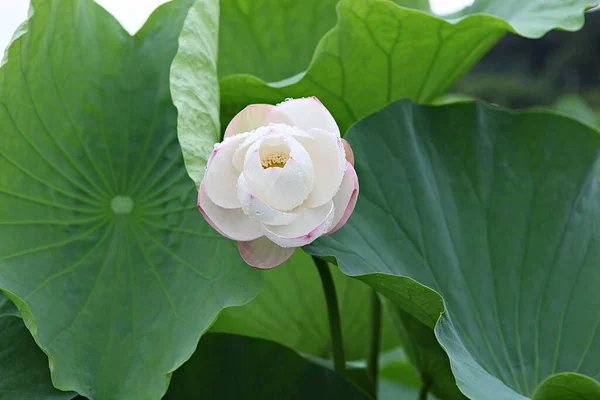 Flowers Blooming Park — Stock Photo, Image