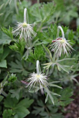  parkta çiçeklenme çiçekler