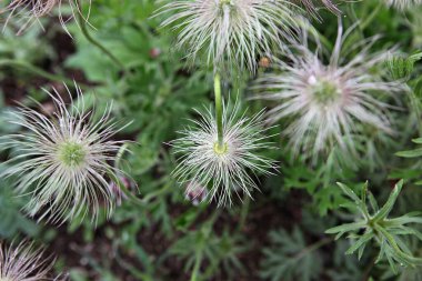  parkta çiçeklenme çiçekler