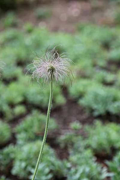 Fiori Che Sbocciano Nel Parco — Foto Stock