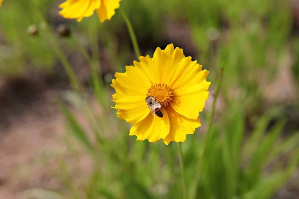 Flowers Blooming Park — Stock Photo, Image