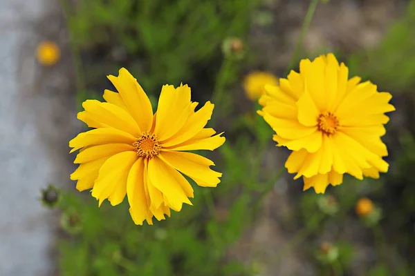 Flowers Blooming Park — Stock Photo, Image