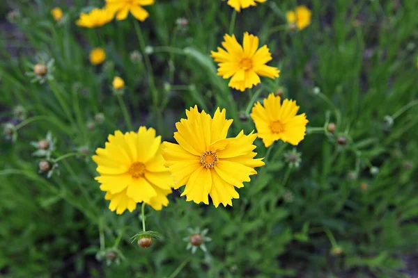 Blumen Blühen Park — Stockfoto