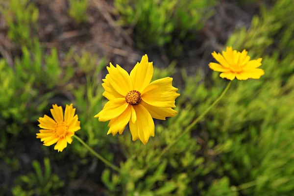 Fiori Che Sbocciano Nel Parco — Foto Stock