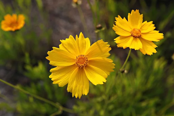 Blumen Blühen Park — Stockfoto