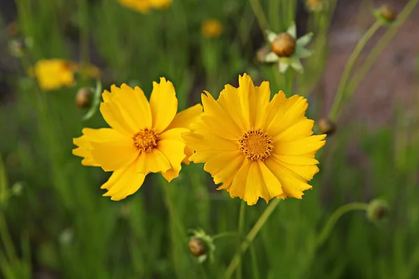 Kwiaty Kwitnące Parku — Zdjęcie stockowe