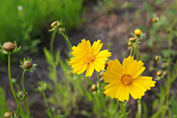 Blumen Blühen Park — Stockfoto