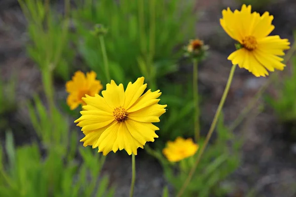 Blumen Blühen Park — Stockfoto