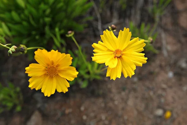 公園に咲く花 — ストック写真