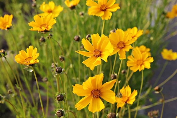 Blumen Blühen Park — Stockfoto