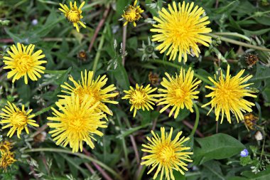   parkta çiçeklenme çiçekler