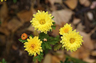   parkta çiçeklenme çiçekler