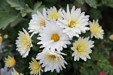   parkta çiçeklenme çiçekler