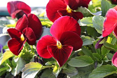   parkta çiçeklenme çiçekler