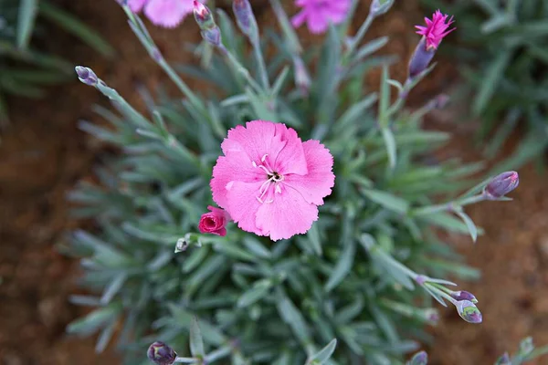 Fiori Che Sbocciano Nel Parco — Foto Stock