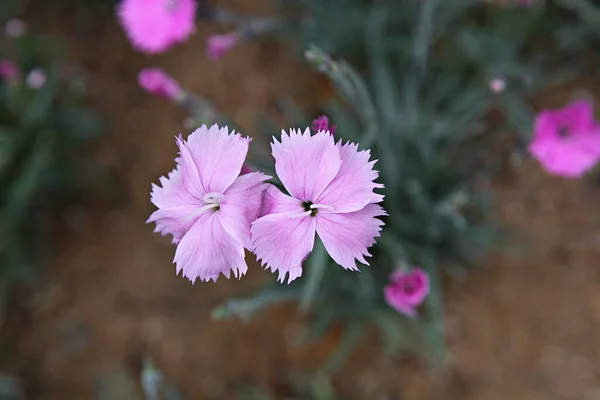 Park Virágzó Virágok — Stock Fotó