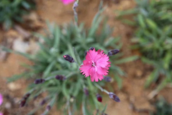 在公园里盛开的花 — 图库照片