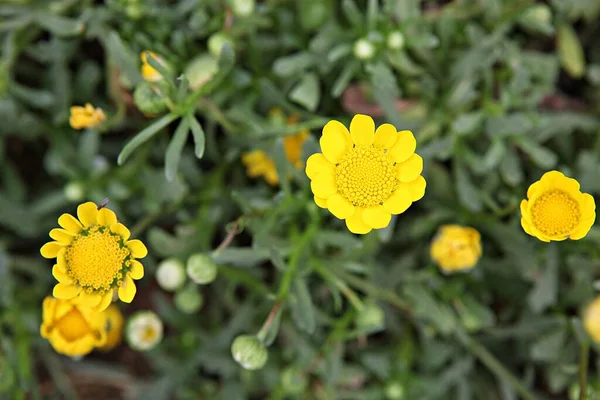 Квіти Квітучі Парку — стокове фото