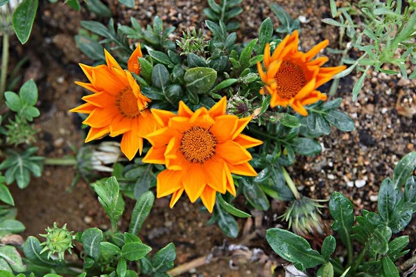 Fleurs Fleurissant Dans Parc — Photo