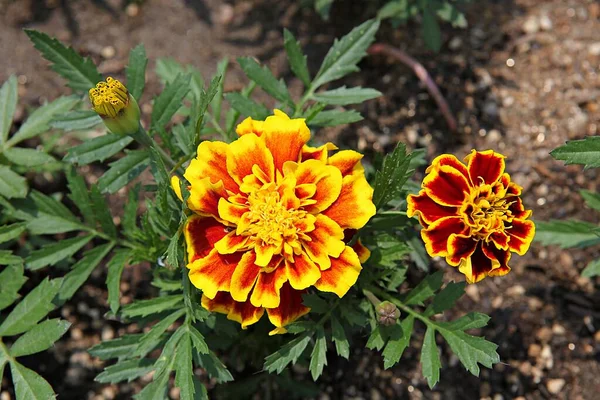 Fleurs Fleurissant Dans Parc — Photo