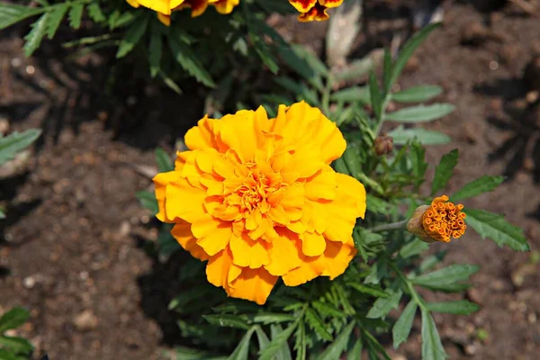 Bloemen Bloeien Het Park — Stockfoto