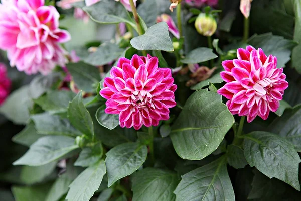 Flowers Blooming Park — Stock Photo, Image