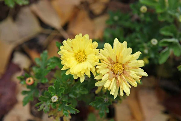 Parkta Çiçeklenme Çiçekler — Stok fotoğraf