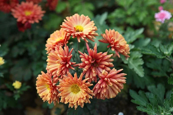   parkta çiçeklenme çiçekler