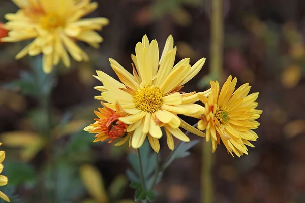 Blumen Blühen Park — Stockfoto