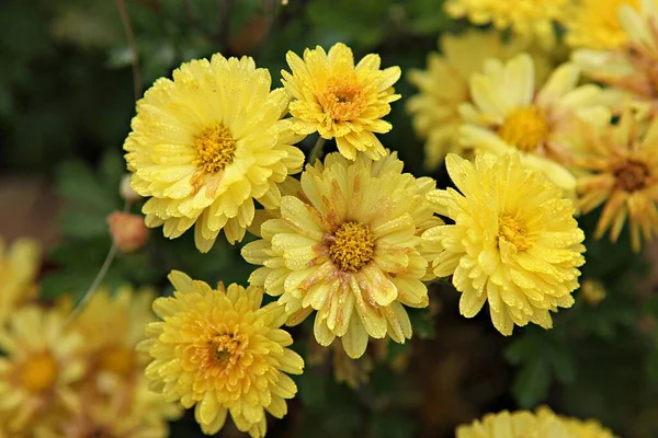 Flowers Blooming Park — Stock Photo, Image