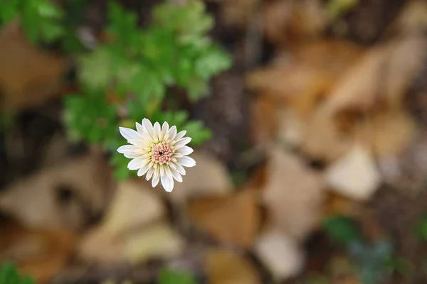 Fleurs Fleurissant Dans Parc — Photo