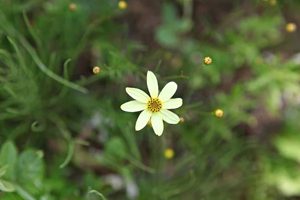 Flowers Blooming Park — Stock Photo, Image