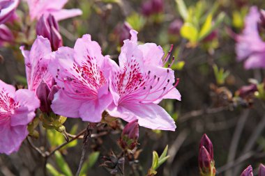  parkta çiçeklenme çiçekler