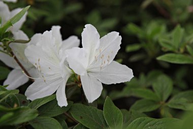  parkta çiçeklenme çiçekler