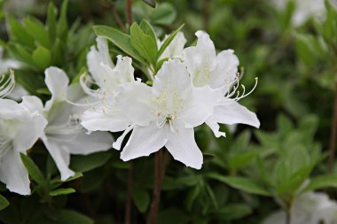  parkta çiçeklenme çiçekler