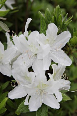  parkta çiçeklenme çiçekler