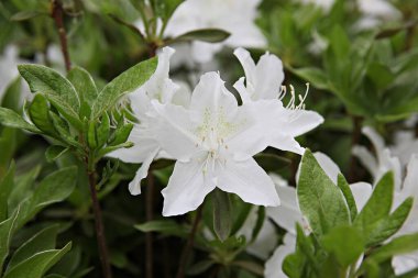  parkta çiçeklenme çiçekler