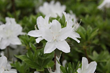  parkta çiçeklenme çiçekler