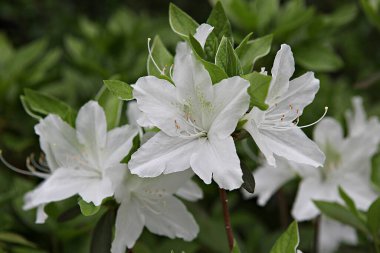  parkta çiçeklenme çiçekler