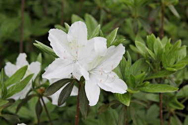  parkta çiçeklenme çiçekler